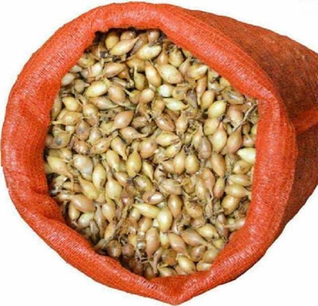 Κρεμμύδι Κοκκάρι Μακρύ Ψιλό Ολλανδικό (14/21) 1kg - OEM