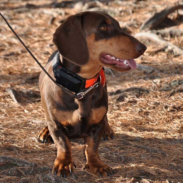 Dog Trace GPS X20 Σύστημα Εντοπισμού Σκύλου - Image 13